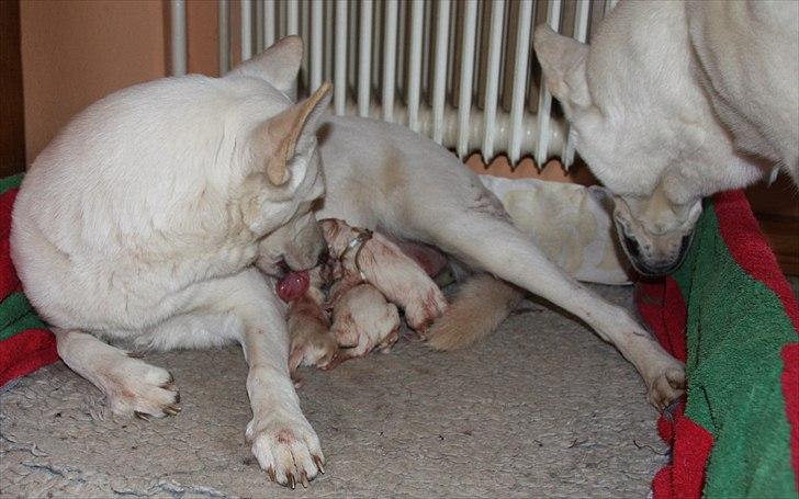 Hvid Schweizisk Hyrdehund Ny Hviddueholm's Enya - Den 5. februar 2012, fødte Ny Hviddueholm's Ida 5 hvalpe, 2 tæver og 3 hanner, dette er L kuldet dag 1 http://www.ny-hviddueholm.dk/index.htm  billede 11