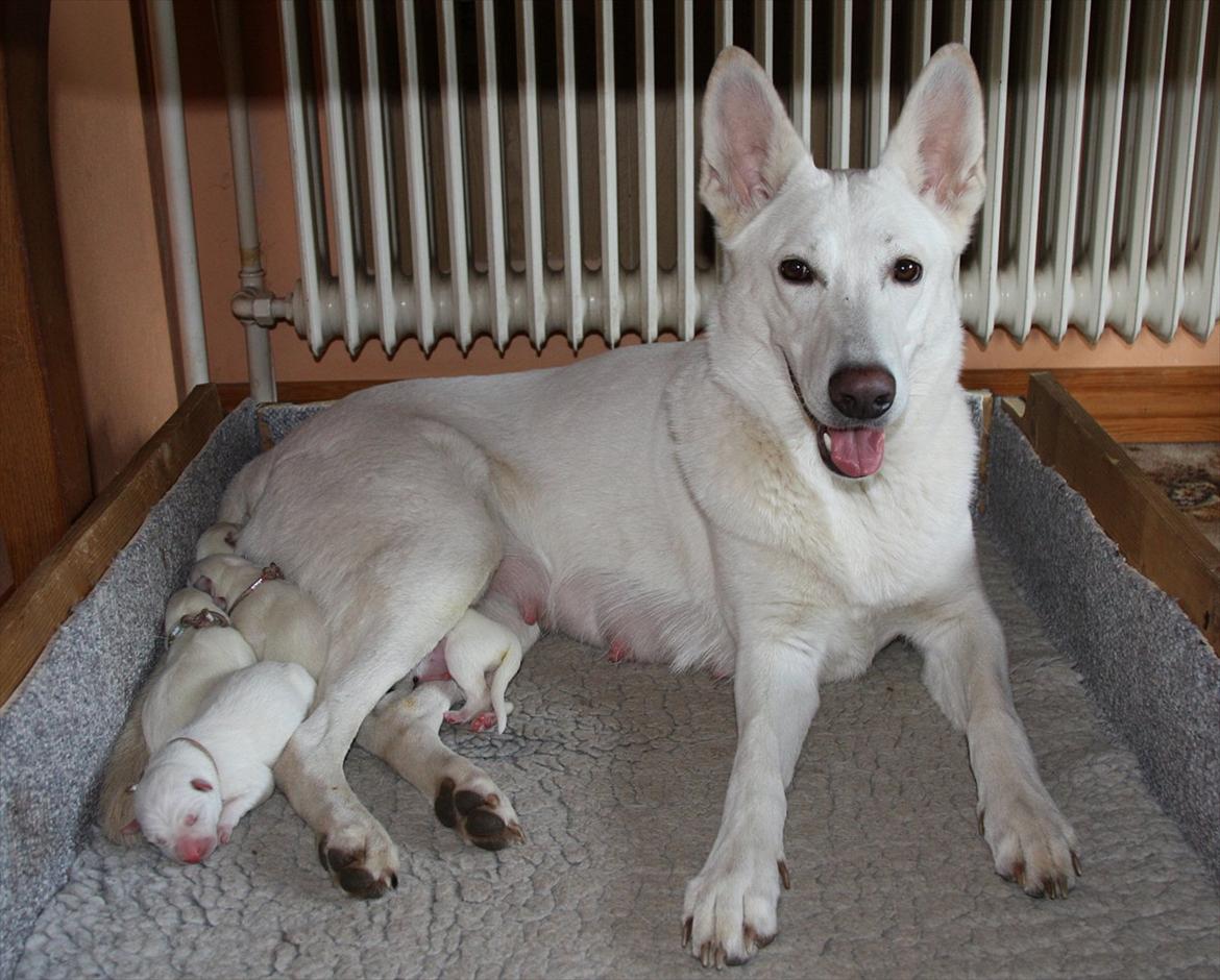 Hvid Schweizisk Hyrdehund Ny Hviddueholm's Enya - Den 5. februar 2012, fødte Ny Hviddueholm's Ida 5 hvalpe, 2 tæver og 3 hanner, dette er L kuldet dag 2, http://www.ny-hviddueholm.dk/index.htm  billede 12