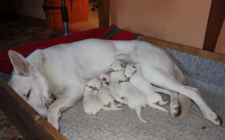 Hvid Schweizisk Hyrdehund Ny Hviddueholm's Enya - Den 5. februar 2012, fødte Ny Hviddueholm's Ida 5 hvalpe, 2 tæver og 3 hanner, dette er L kuldet dag 3, http://www.ny-hviddueholm.dk/index.htm  billede 13