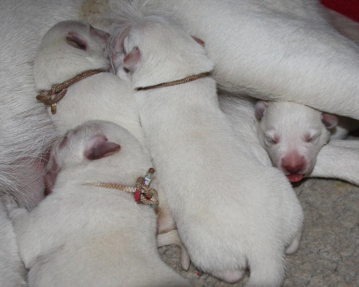 Hvid Schweizisk Hyrdehund Ny Hviddueholm's Enya - Den 5. februar 2012, fødte Ny Hviddueholm's Ida 5 hvalpe, 2 tæver og 3 hanner, dette er L kuldet dag 4, http://www.ny-hviddueholm.dk/index.htm  billede 14