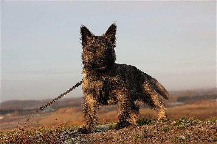 Cairn terrier Ankercairn Karlos billede 1