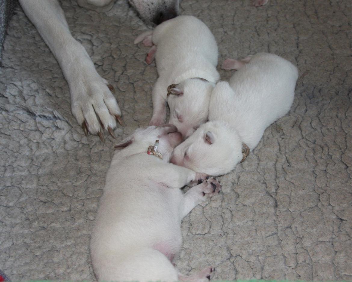 Hvid Schweizisk Hyrdehund Ny Hviddueholm's Enya - Den 5. februar 2012, fødte Ny Hviddueholm's Ida 5 hvalpe, 2 tæver og 3 hanner, dette er L kuldet dag 5, http://www.ny-hviddueholm.dk/index.htm  billede 15