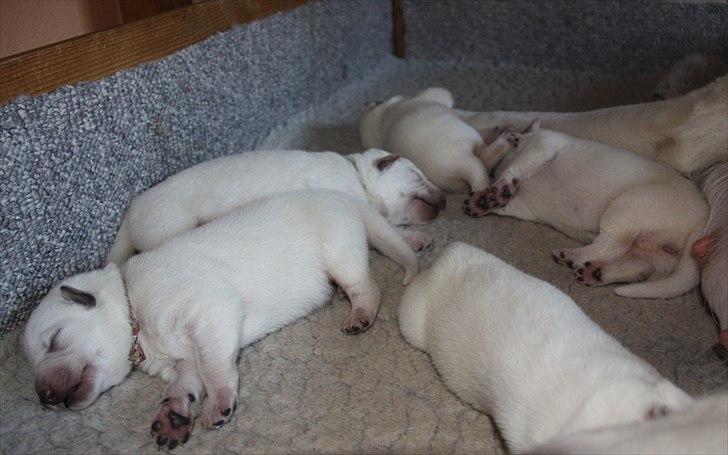 Hvid Schweizisk Hyrdehund Ny Hviddueholm's Enya - Den 5. februar 2012, fødte Ny Hviddueholm's Ida 5 hvalpe, 2 tæver og 3 hanner, dette er L kuldet dag 6, http://www.ny-hviddueholm.dk/index.htm  billede 16