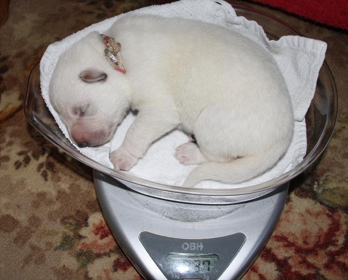 Hvid Schweizisk Hyrdehund Ny Hviddueholm's Enya - Den 5. februar 2012, fødte Ny Hviddueholm's Ida 5 hvalpe, 2 tæver og 3 hanner, dette er L kuldet dag 7, http://www.ny-hviddueholm.dk/index.htm  billede 17