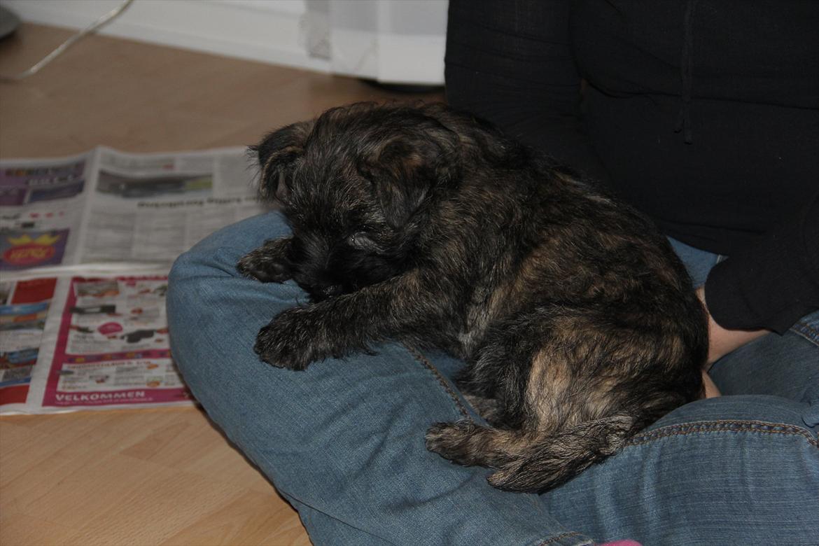 Cairn terrier Ankercairn Karlos billede 2