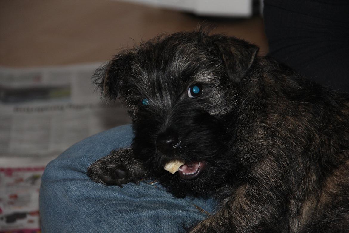 Cairn terrier Ankercairn Karlos billede 3