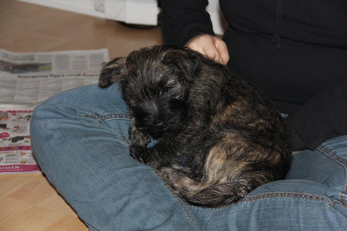 Cairn terrier Ankercairn Karlos billede 4