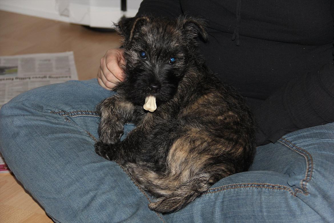 Cairn terrier Ankercairn Karlos billede 5