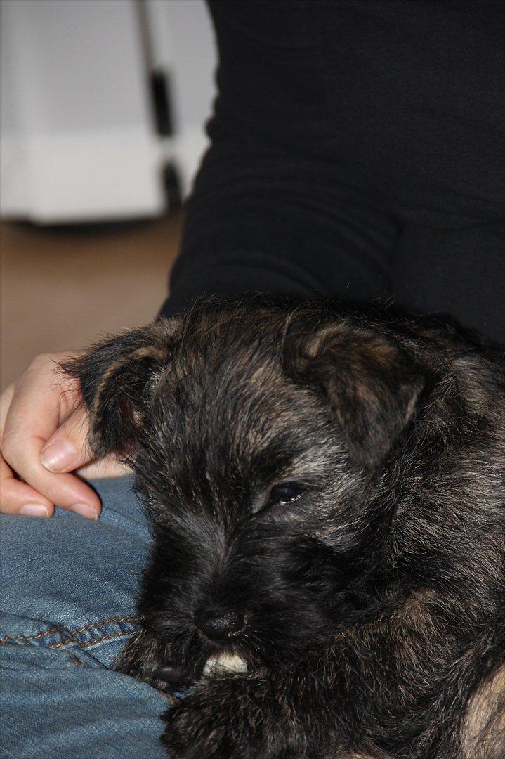 Cairn terrier Ankercairn Karlos billede 6
