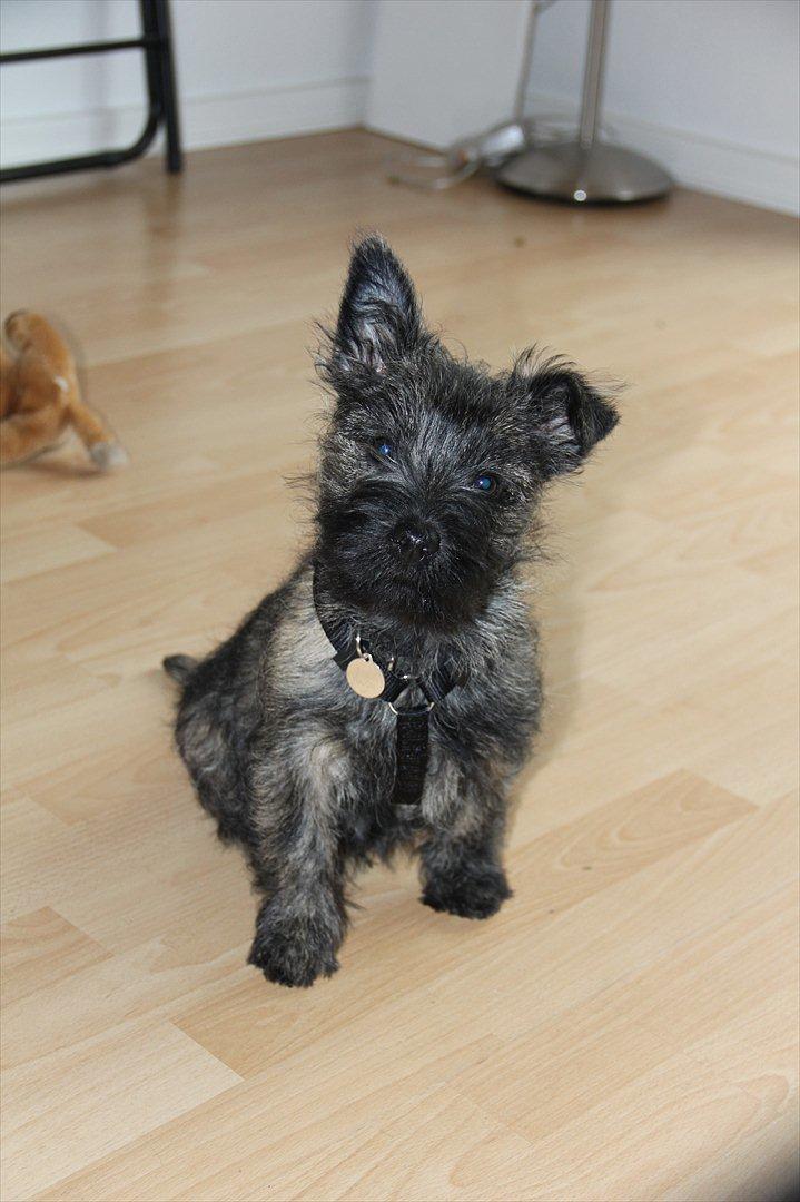 Cairn terrier Ankercairn Karlos billede 7