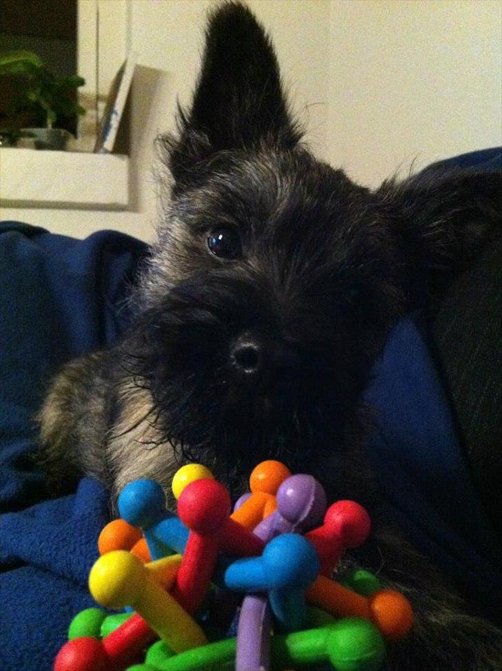 Cairn terrier Ankercairn Karlos billede 8