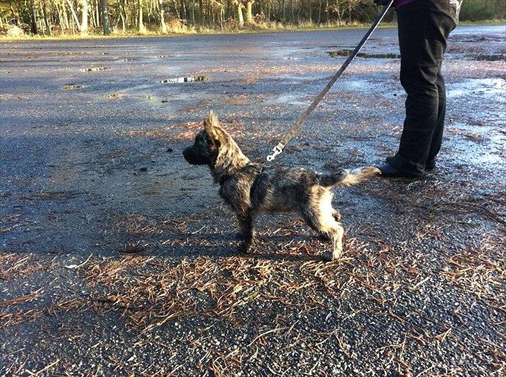 Cairn terrier Ankercairn Karlos billede 9