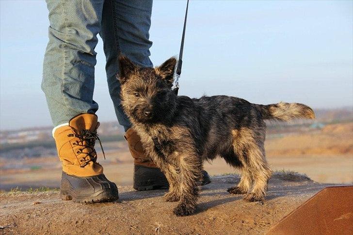 Cairn terrier Ankercairn Karlos billede 10