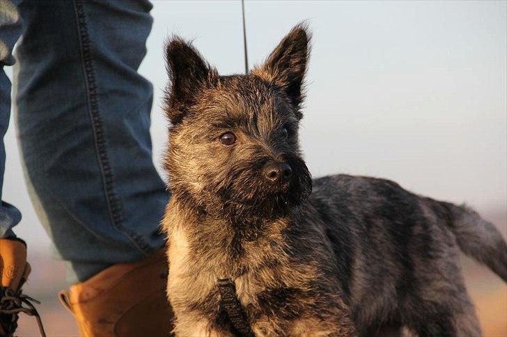 Cairn terrier Ankercairn Karlos billede 11
