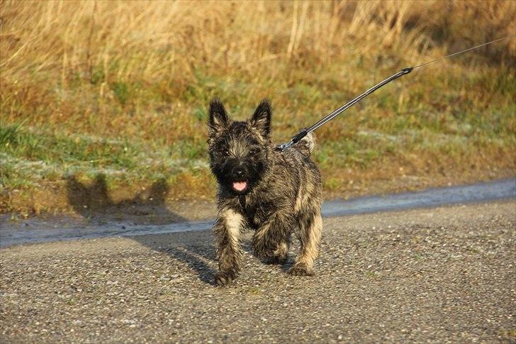 Cairn terrier Ankercairn Karlos billede 13