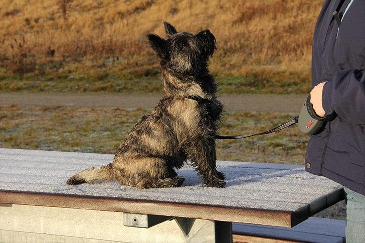Cairn terrier Ankercairn Karlos billede 14