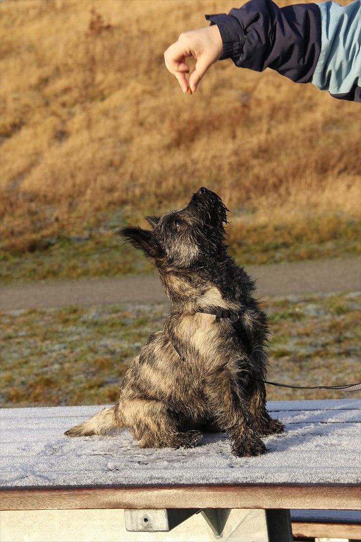 Cairn terrier Ankercairn Karlos billede 15