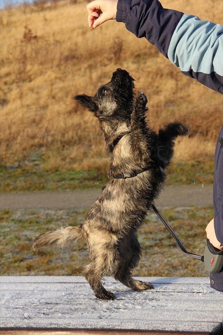 Cairn terrier Ankercairn Karlos billede 16