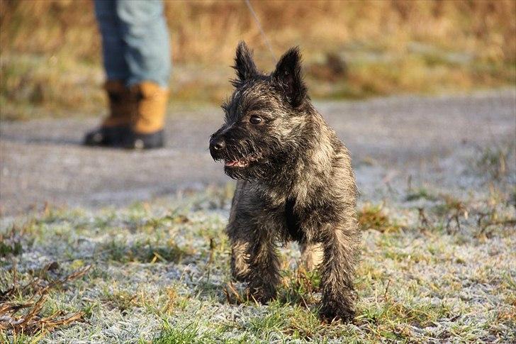 Cairn terrier Ankercairn Karlos billede 17