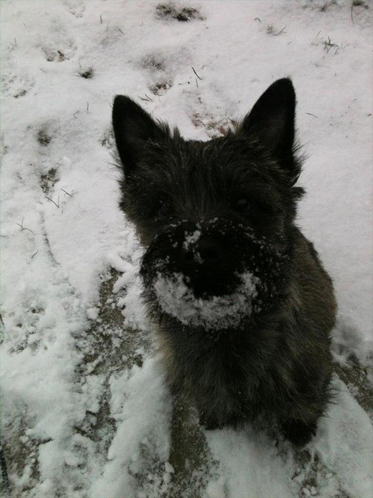 Cairn terrier Ankercairn Karlos billede 18