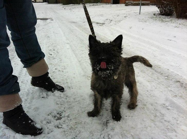 Cairn terrier Ankercairn Karlos billede 19