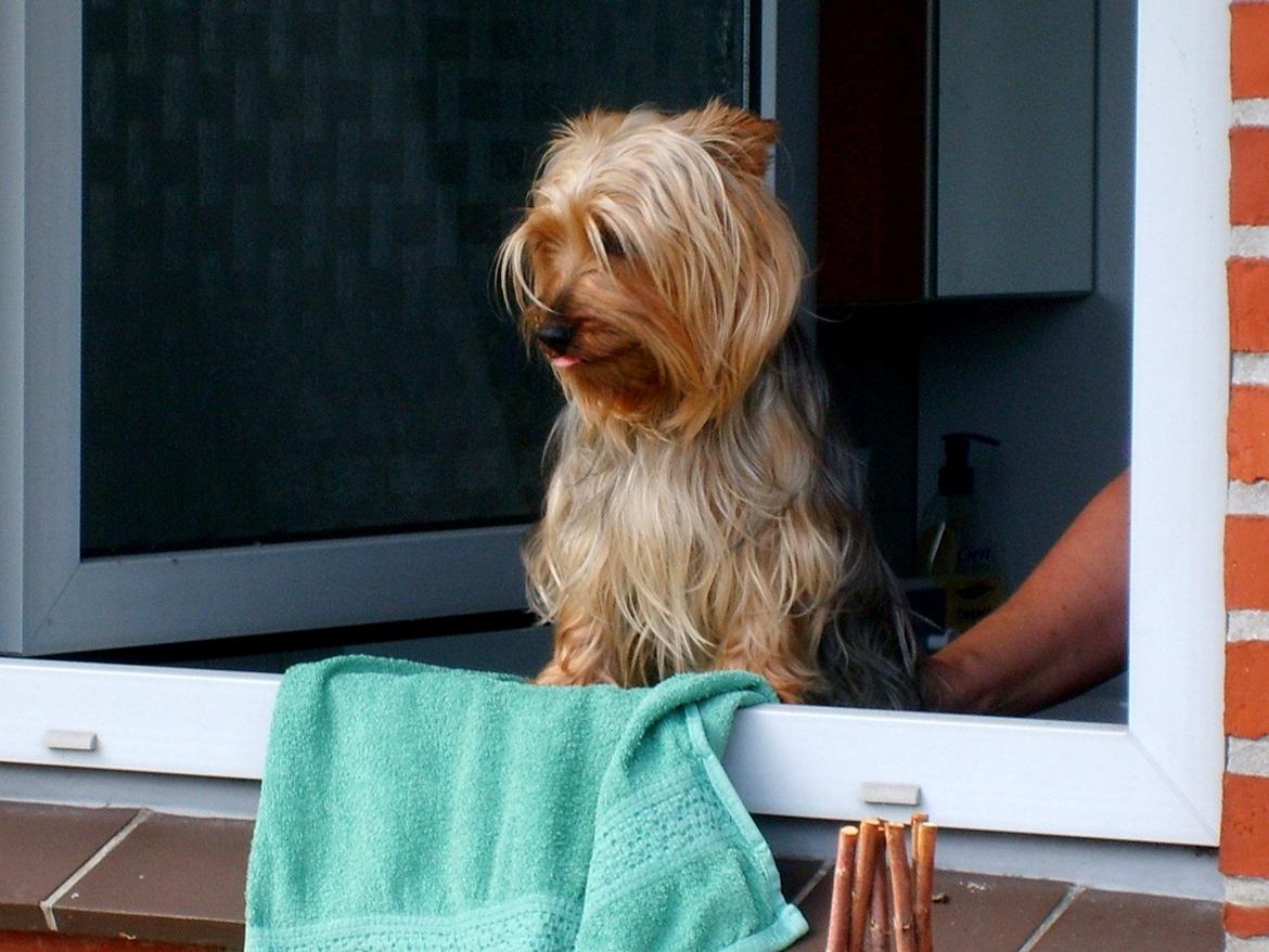 Australian silky terrier Lubi billede 2