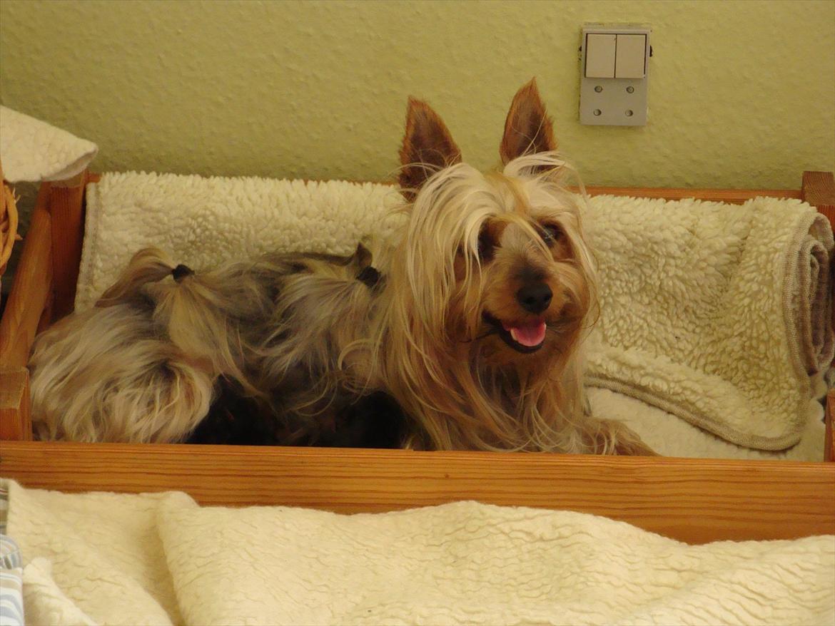 Australian silky terrier Lubi billede 3