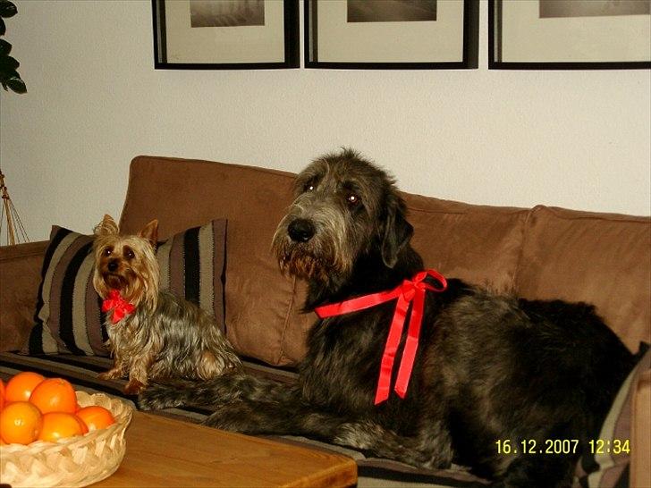 Australian silky terrier Lubi billede 4