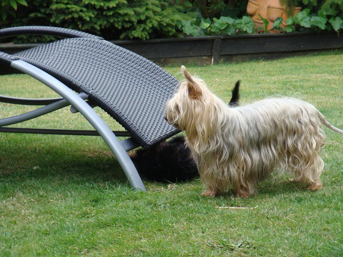 Australian silky terrier Lubi billede 5