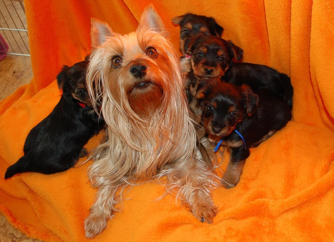 Australian silky terrier Lubi billede 6
