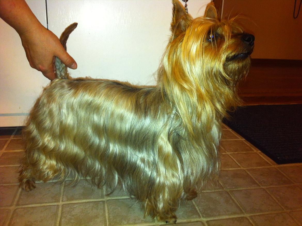 Australian silky terrier Lubi billede 7