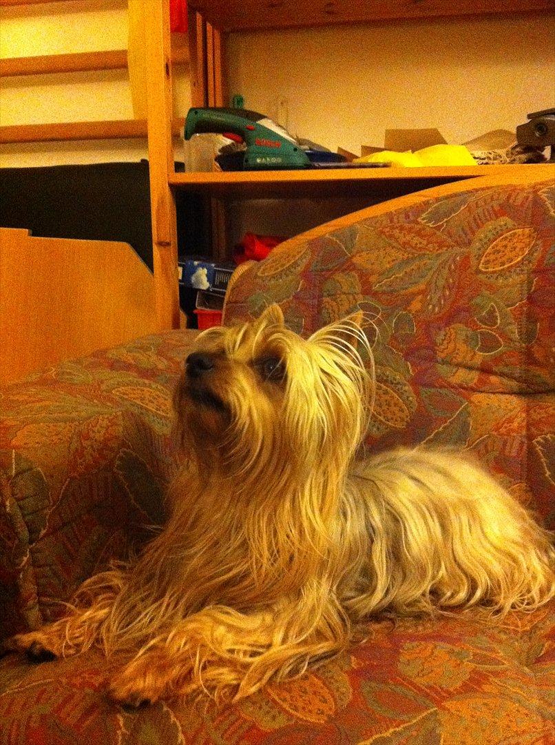 Australian silky terrier Lubi billede 8