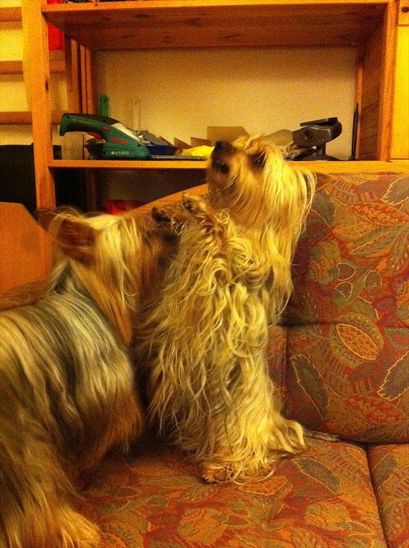 Australian silky terrier Lubi billede 9