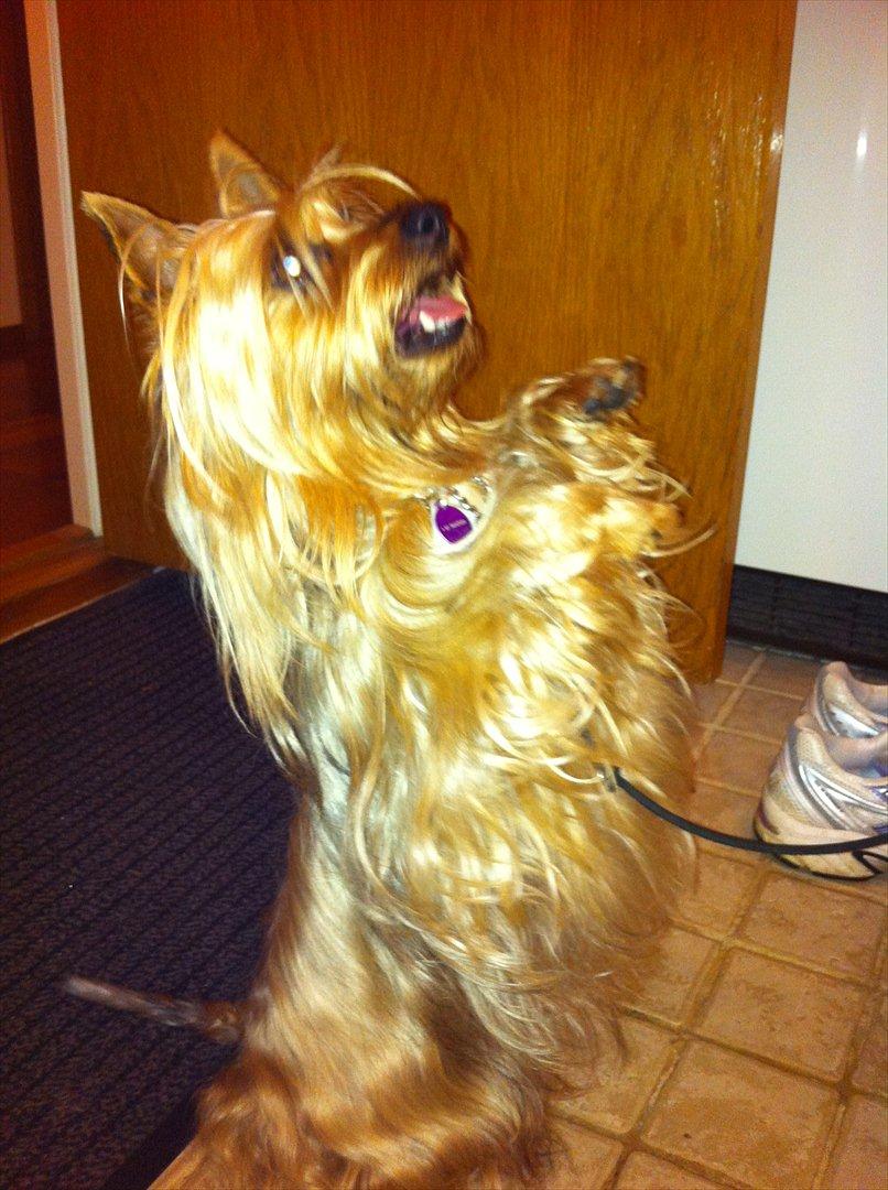 Australian silky terrier Lubi billede 10