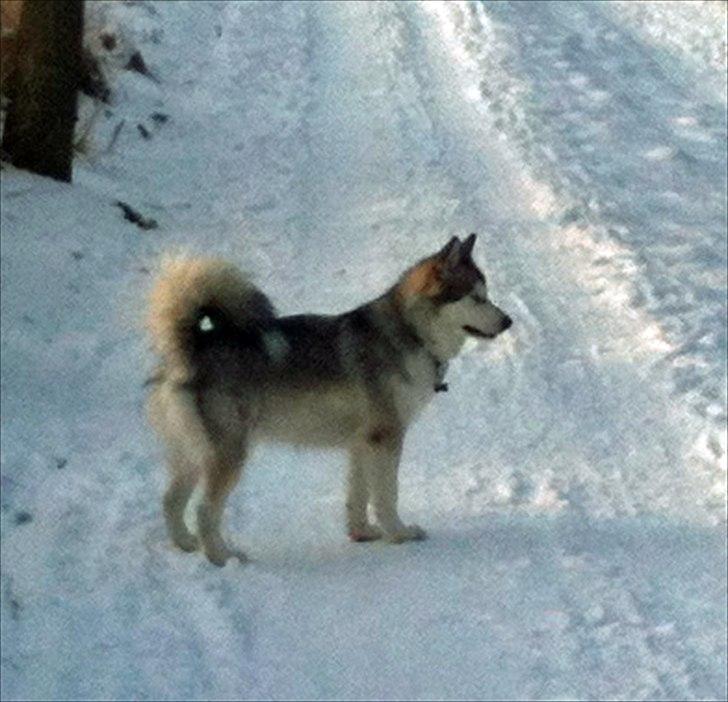 Alaskan malamute Kenzo billede 9