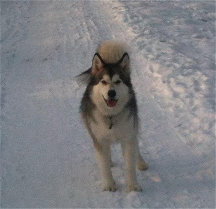 Alaskan malamute Kenzo billede 10