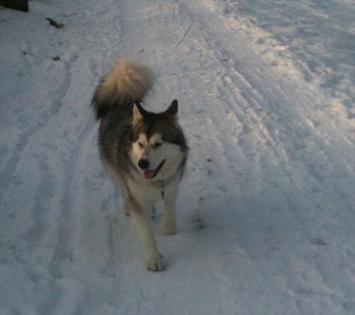 Alaskan malamute Kenzo billede 11