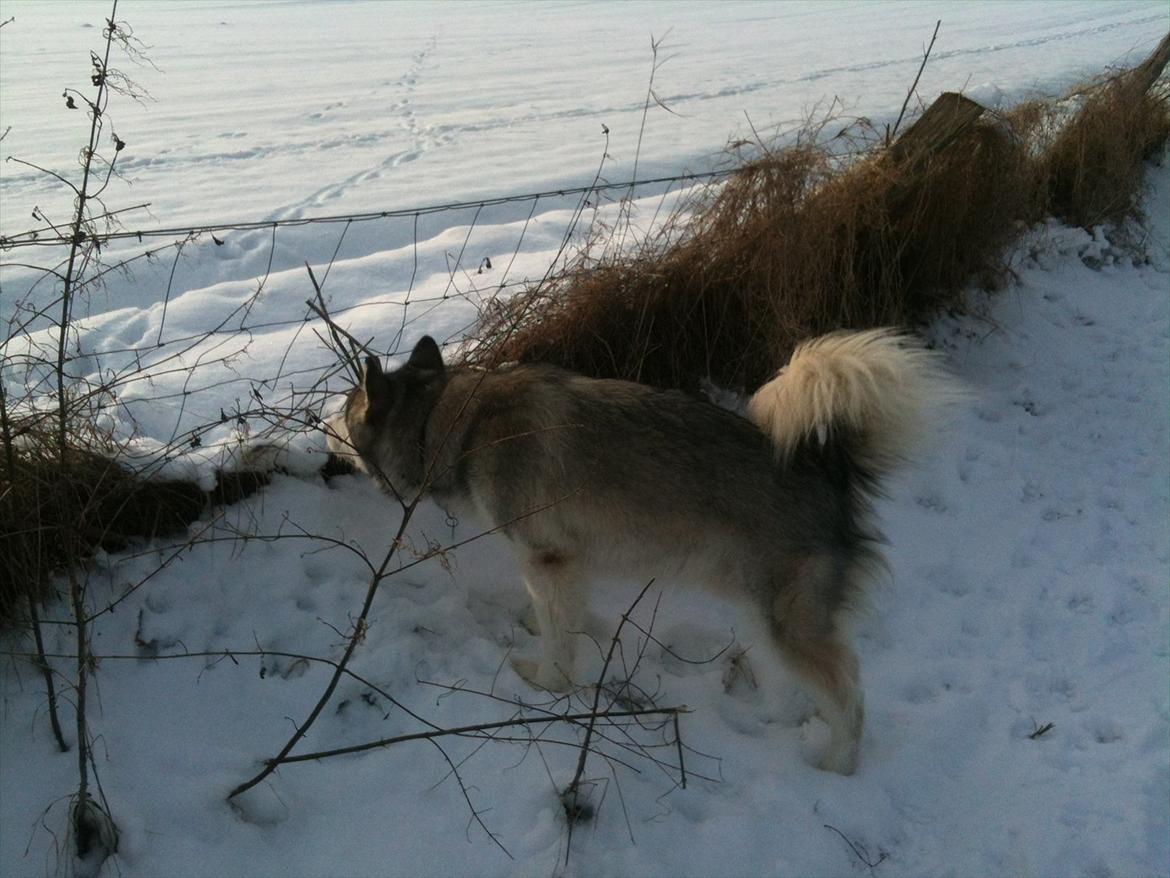 Alaskan malamute Kenzo billede 12