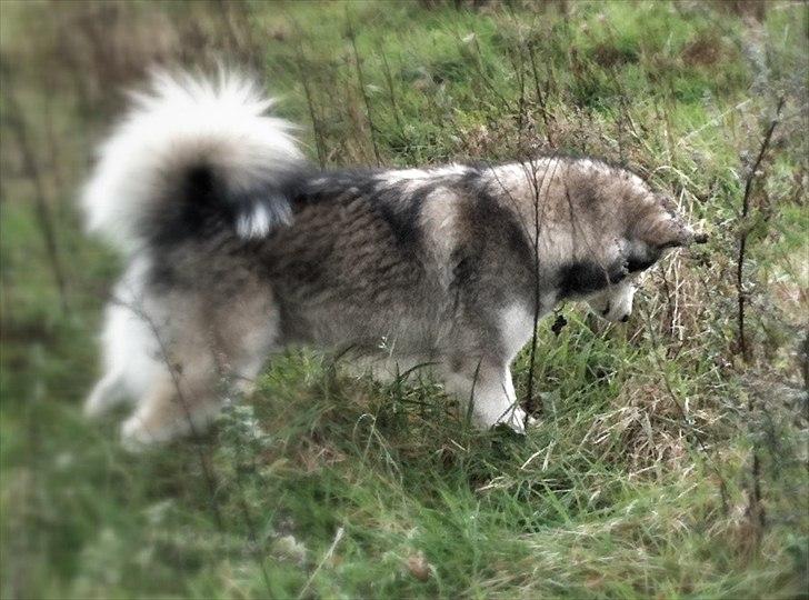 Alaskan malamute Kenzo billede 13
