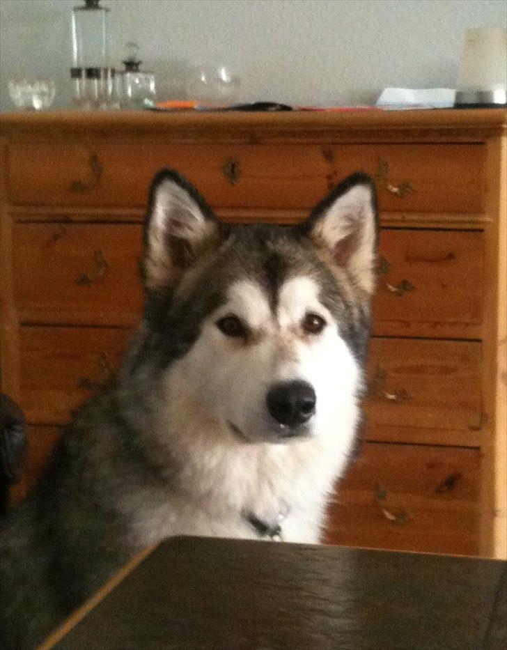 Alaskan malamute Kenzo billede 14