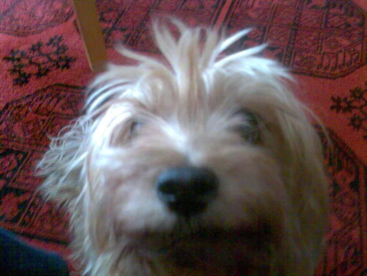 Yorkshire terrier Pjuske billede 1