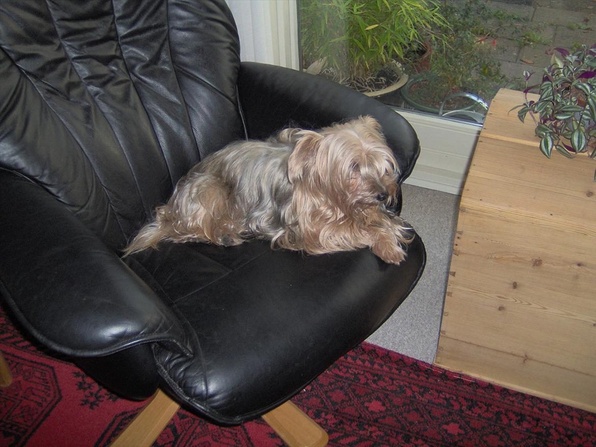 Yorkshire terrier Pjuske billede 2