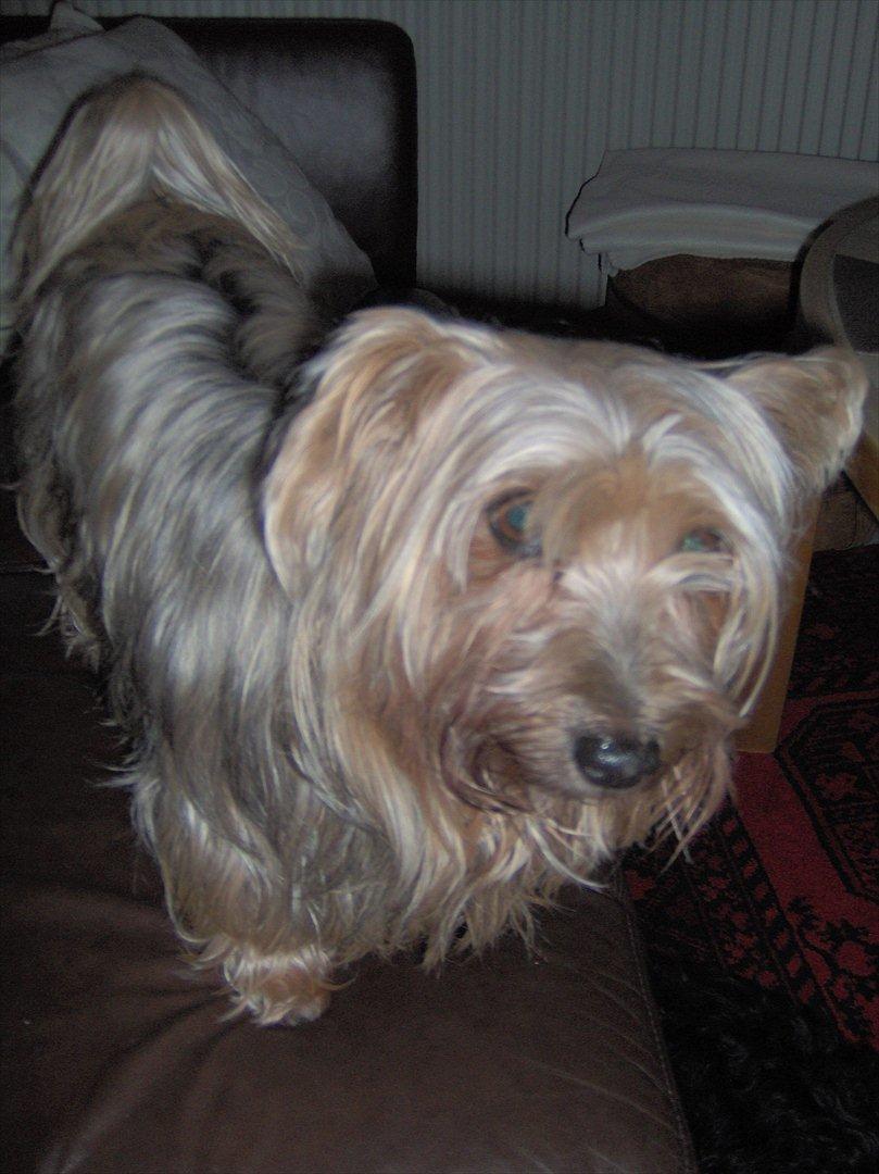 Yorkshire terrier Pjuske billede 3
