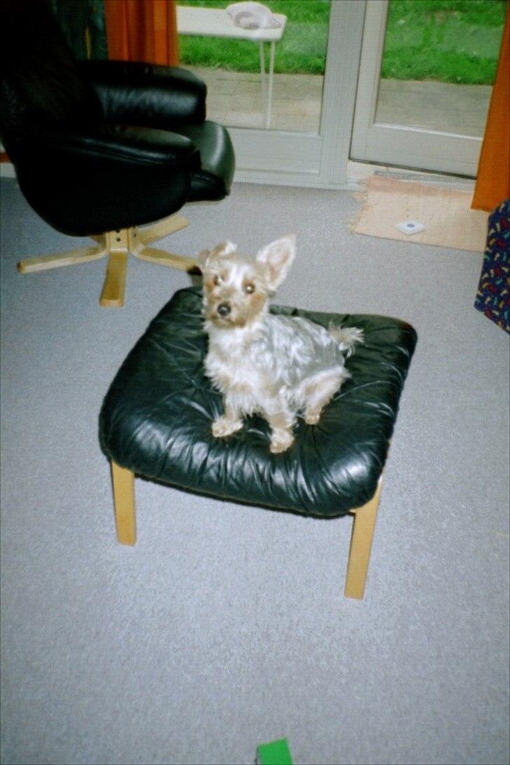 Yorkshire terrier Pjuske billede 4
