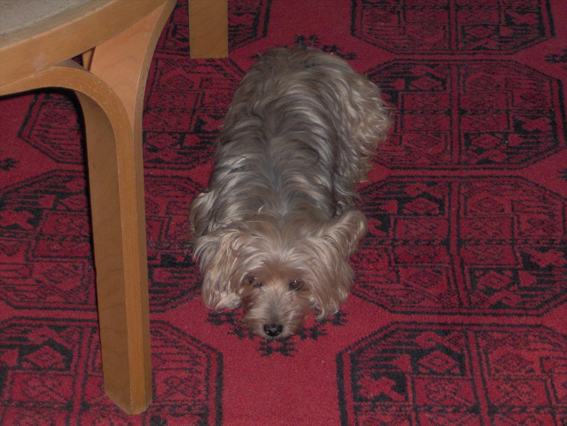 Yorkshire terrier Pjuske billede 5