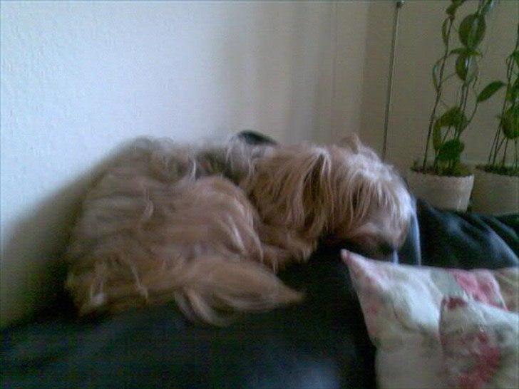 Yorkshire terrier Pjuske billede 6