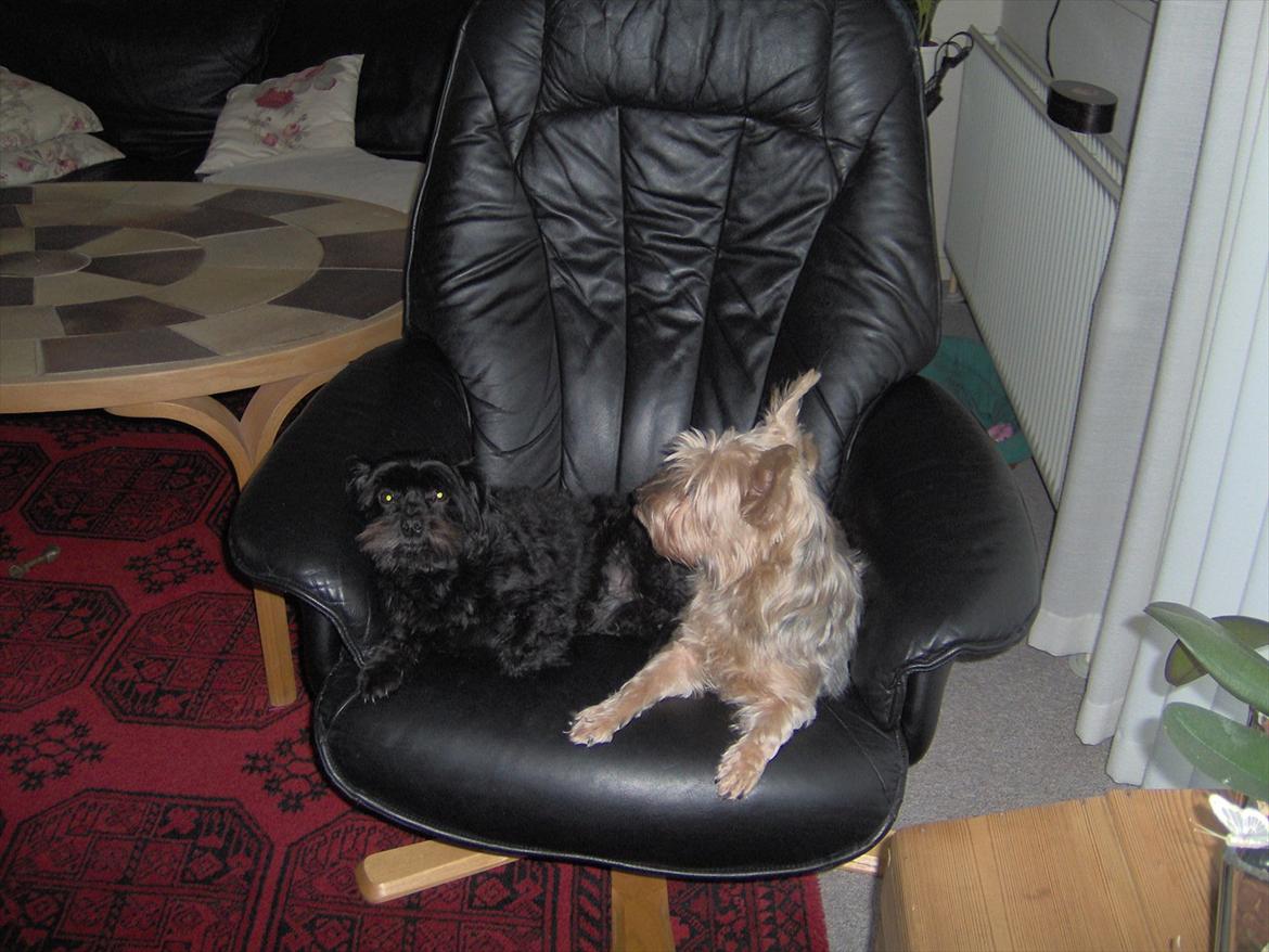 Yorkshire terrier Pjuske billede 7