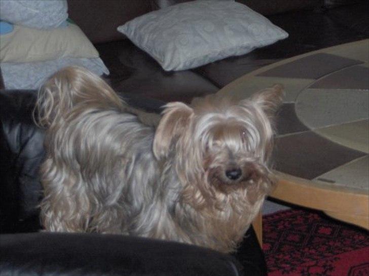 Yorkshire terrier Pjuske billede 8