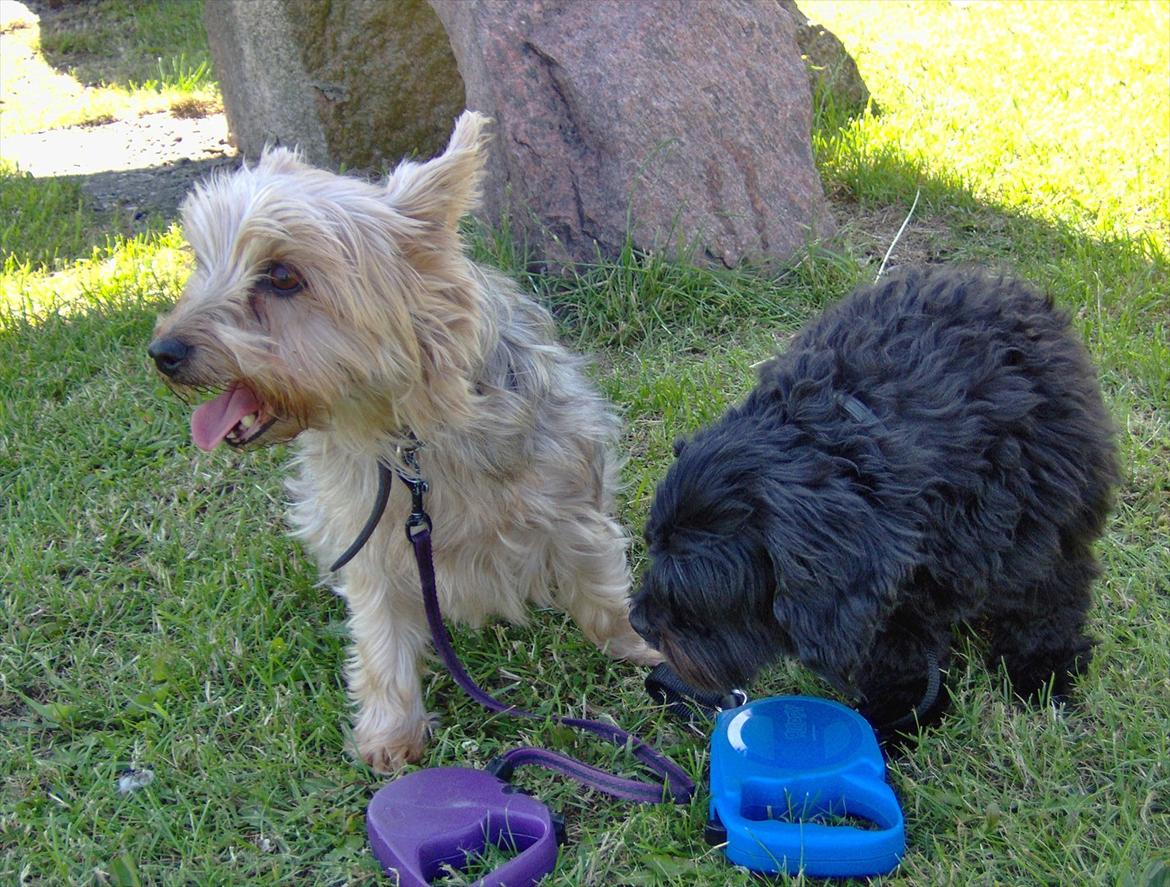 Yorkshire terrier Pjuske billede 9