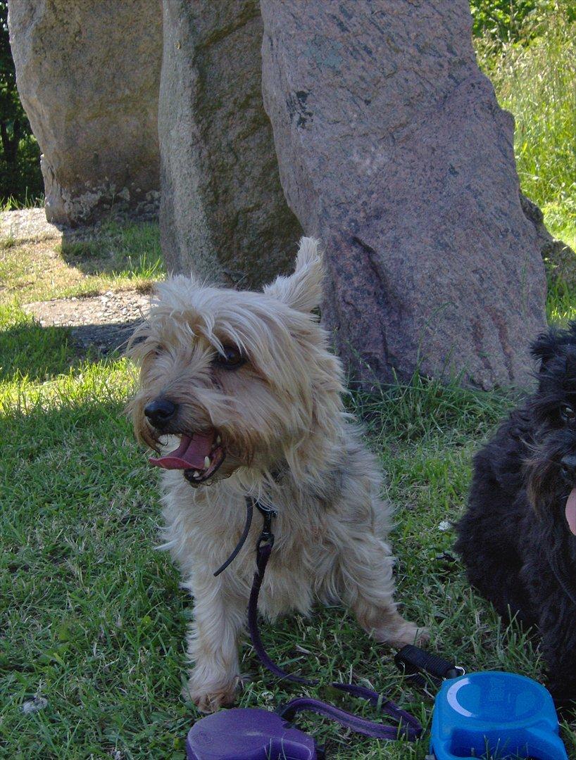 Yorkshire terrier Pjuske billede 10